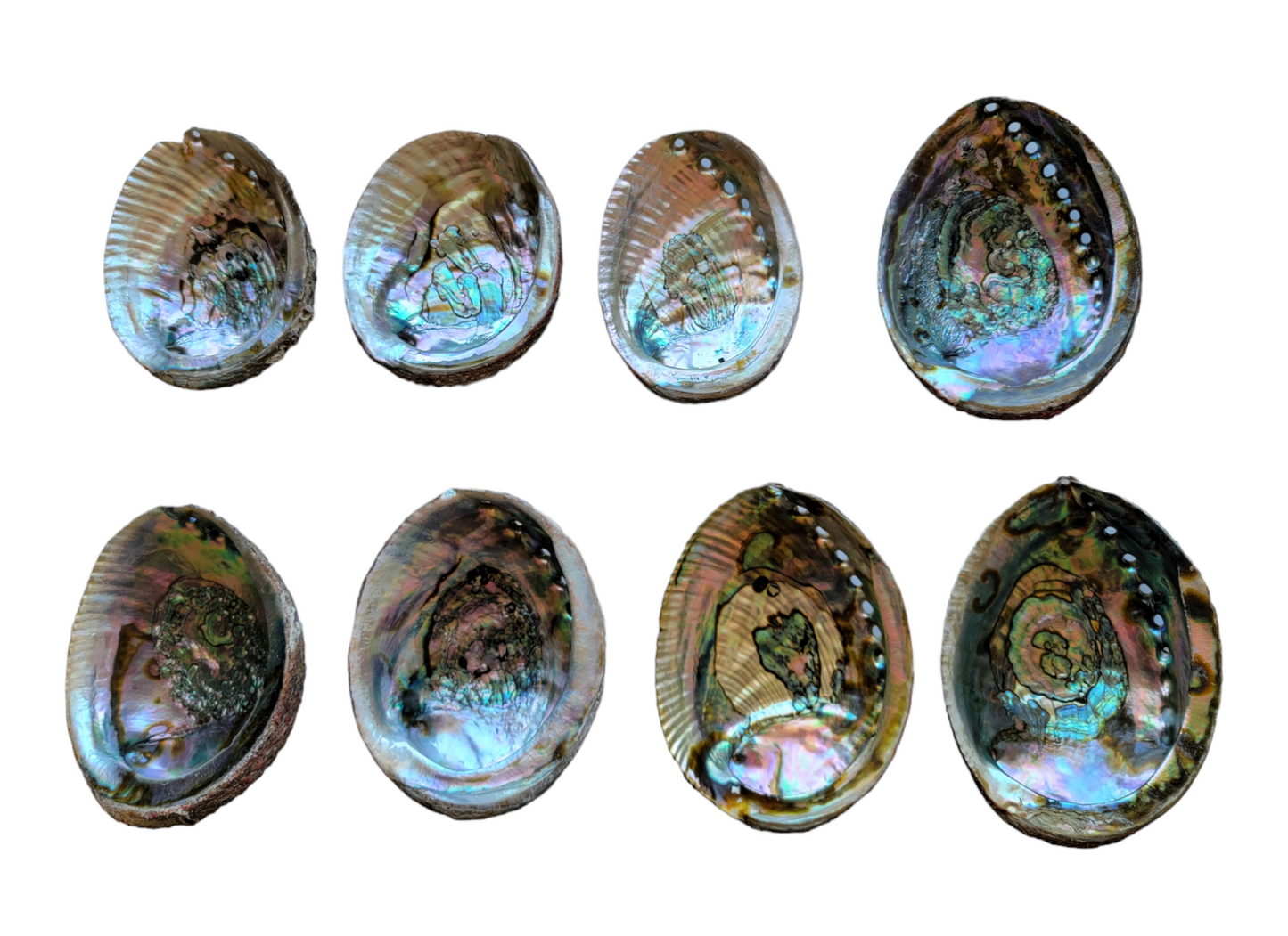 Abalone Shell - 3-6+ Inches - Seashell Burner & Smudge Bowl - Abalone Shell for Rituals and Altar Decor