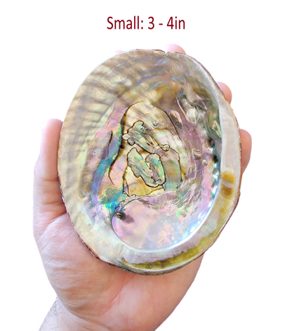 Abalone Shell - 3-6+ Inches - Seashell Burner & Smudge Bowl - Abalone Shell for Rituals and Altar Decor