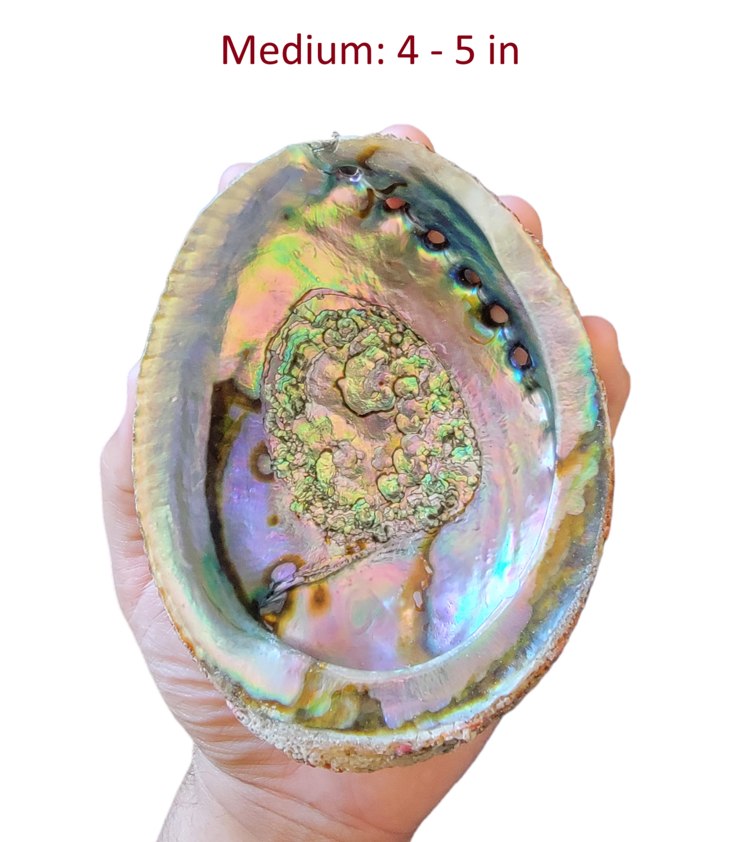 Abalone Shell - 3-6+ Inches - Seashell Burner & Smudge Bowl - Abalone Shell for Rituals and Altar Decor