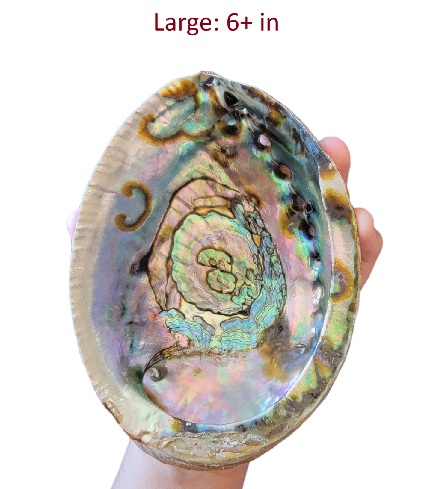 Abalone Shell - 3-6+ Inches - Seashell Burner & Smudge Bowl - Abalone Shell for Rituals and Altar Decor